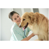 clínica especializada em oncologia para cachorros Catanduva