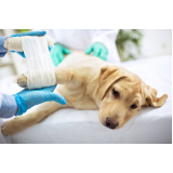clínica especializada em ortopedia para cachorro de grande porte Novo Horizonte