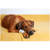 clínica especializada em ortopedia para cachorro de pequeno porte Brodowski