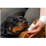 clínica especializada em ortopedia para cachorro Serrana