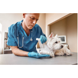 clínica especializada em ortopedista de cachorro Altinópolis