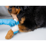 clínica especializada em ortopedista para cachorro Serra Azul
