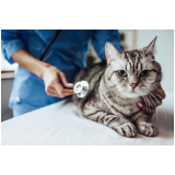 clínica especializada em ortopedista para gatos Brodowski