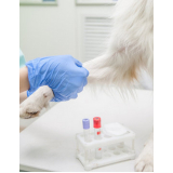 contato de laboratório de análise clínica para pets Sertãozinho