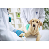 contato de laboratório de análise clínica veterinária Barretos