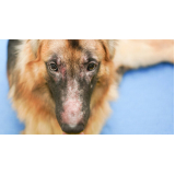 dermatite atópica em cães tratamento marcar Vila Esperança