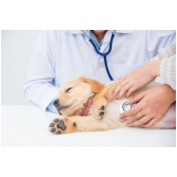 dermatologia para cachorro de pequeno porte agendar Santa Adélia