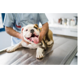 dermatologia para cachorro de pequeno porte Parque Residencial Cidade Universitária
