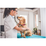 dermatologista de cachorro marcar Santa Cruz da Esperança