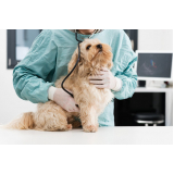 dermatologista para cachorro agendar Patrocínio