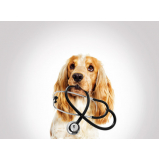 dermatologista para cachorro Taiúva