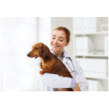 dermatologista para cães de grande porte agendar Cajuru