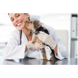dermatologista para cães de grande porte Serrana