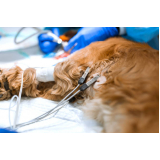 ecocardiograma cachorro marcar Laranjeiras