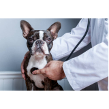 ecocardiograma em cachorro marcar Pontal