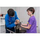 eletrocardiograma animal clínicas Uberaba