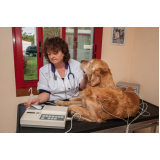 eletrocardiograma em cachorro marcar Monte Alto