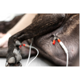 eletrocardiograma em cães marcar Brodowski