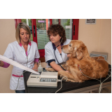 Eletrocardiograma em Cachorro
