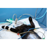 eletrocardiograma para animais exóticos Sumarezinho