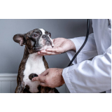 endocrinologia para cachorro de pequeno porte clínica Chácaras Hípica