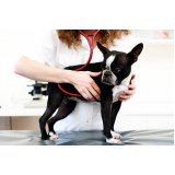 endocrinologia para cachorro Vila Esperança