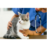 endocrinologia para cães e gatos clínica Ituverava