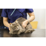 endocrinologia para gatos clínica Parque Residencial Cidade Universitária
