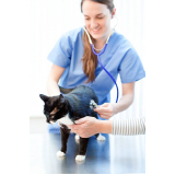 endocrinologia para gatos Barretos