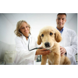 Endocrinologia para Cachorro