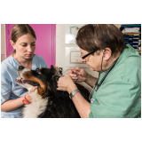 endoscopia para animais de estimação marcar Luís Antônio