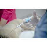 endoscopia para cães Chácaras Hípica