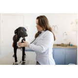 exame de ecocardiograma para cachorro clínicas Royal Park