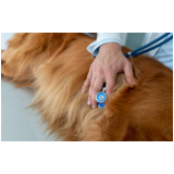 exame de ecocardiograma para cães marcar Alto do Ipiranga