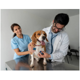 exame de ecocardiograma para cães Santa Adélia