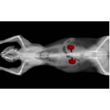 exame de raio x de tórax de cachorro marcar Jardim São Luiz