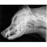 exame de raio x em cachorro marcar Ipanema