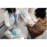 exame de raio x em cachorro Porto Ferreira