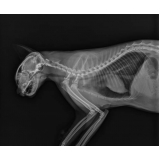 exame de raio x para hamster Tambaú