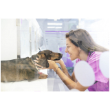 gastroenterologia para animais de estimação clínica São Simão