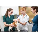 gastroenterologia para animais Catanduva