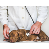 gastroenterologia para cachorro clínica Jardim Alvorada