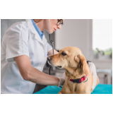 gastroenterologia para cachorro Serrana