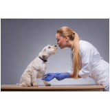 gastroenterologia para cachorros clínica Nuporanga