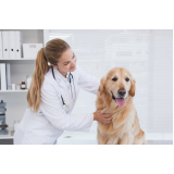 gastroenterologia para cachorros Sumarezinho