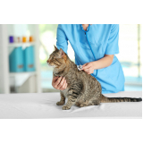 gastroenterologia para felinos agendar Cássia dos Coqueiros