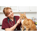 gastroenterologia para felinos clínica Sumarezinho