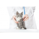 gastroenterologia para felinos Uberaba