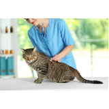 gastroenterologia para gatos clínica Sertãozinho