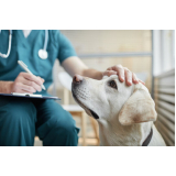 internação para cachorro clínica Taquaral